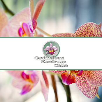 Orchideen Wichmann
